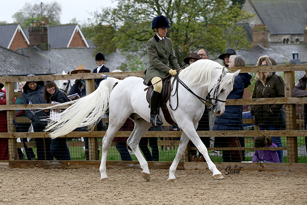 silvern-prince-at-newmarket-for-ahs-centenary-parade-2018-april