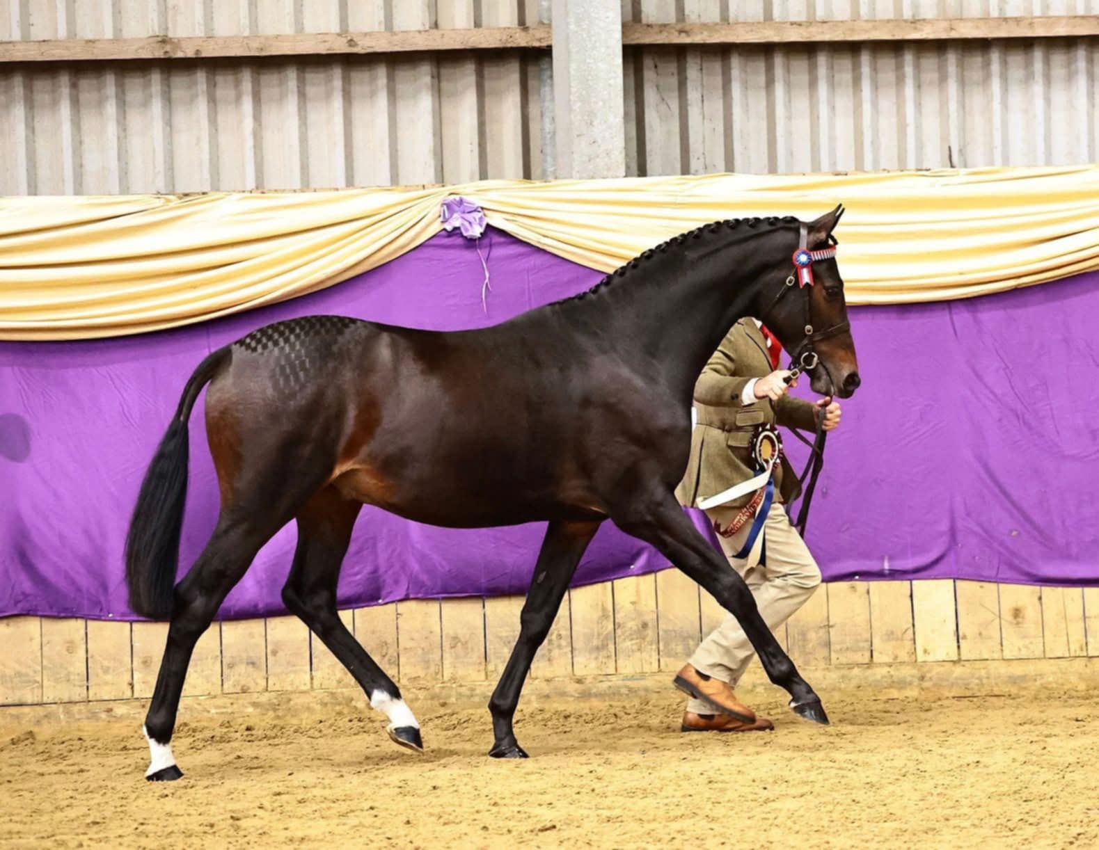 messenger_creation_9535dce0-9a97-4be3-afa5-78c6e170be04